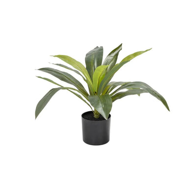 Dracaena