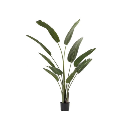 Floor Standing Plant