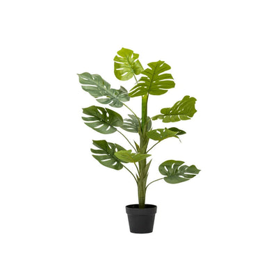 Monstera
