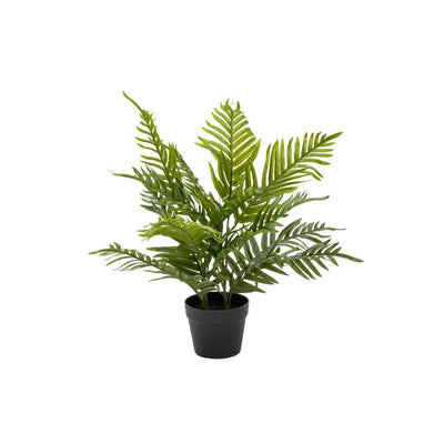 Palm